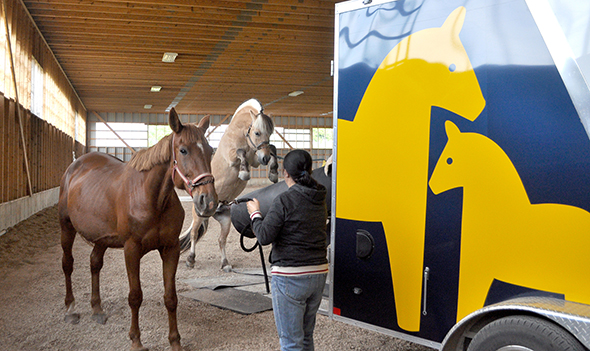 Jou Equine Veterinary, Mogly Norwegian Fjord Stallion