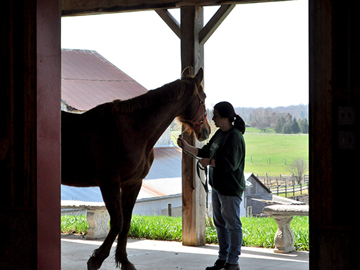 Jou Equine Veterinary