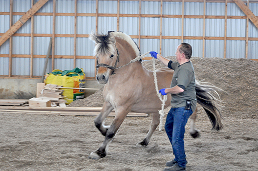 Jou Equine Veterinary, Mogly Norwegian Fjord Stallion