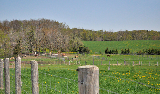 Jou Equine Veterinary, Phillips Family Boarding Services