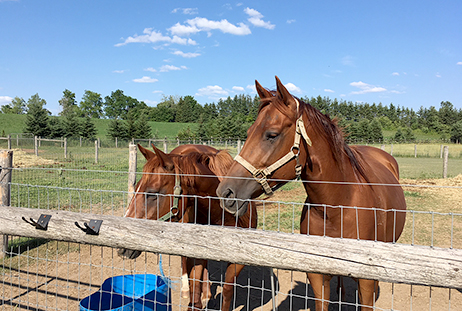 Jou Equine Veterinary